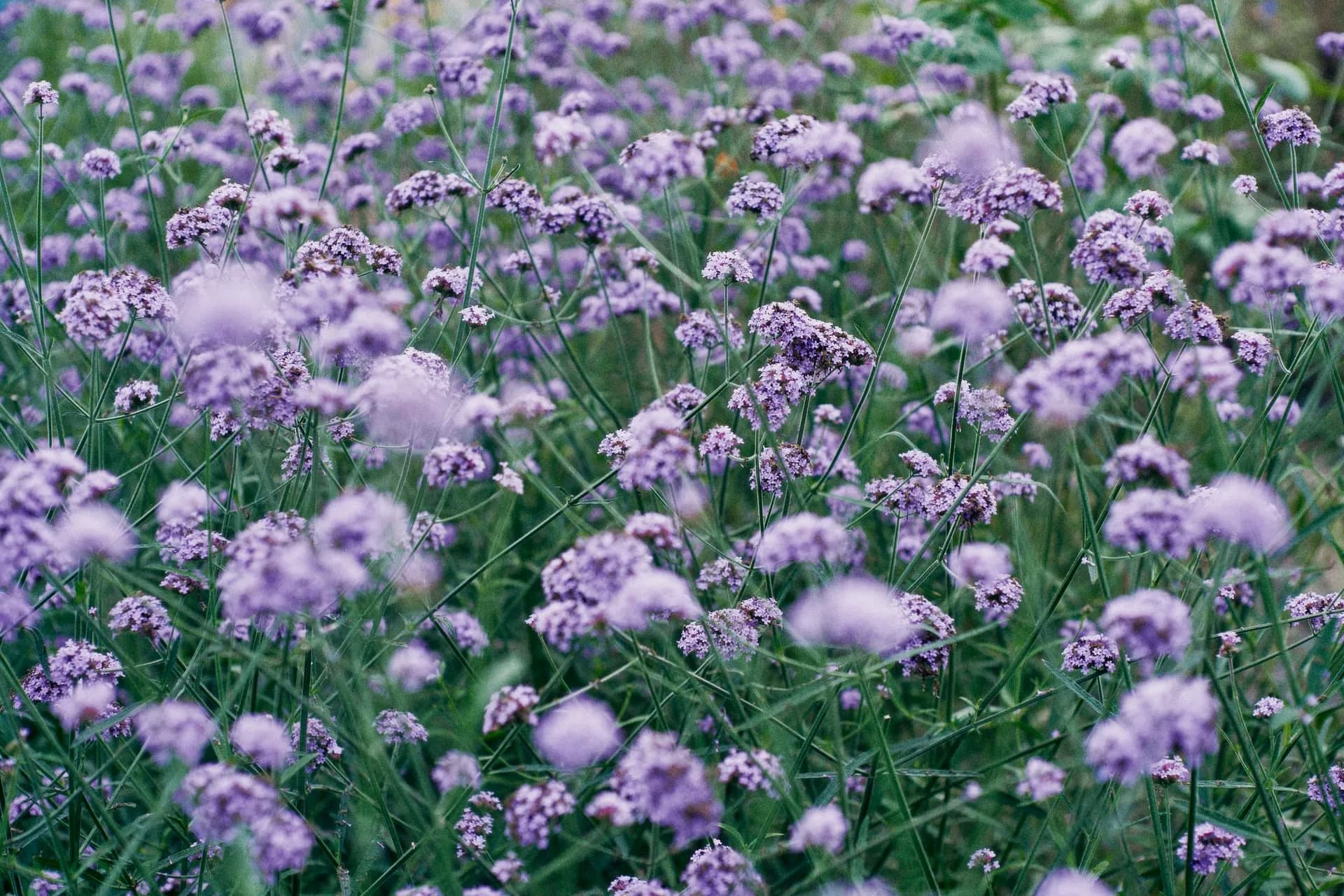 asano-farm-image3
